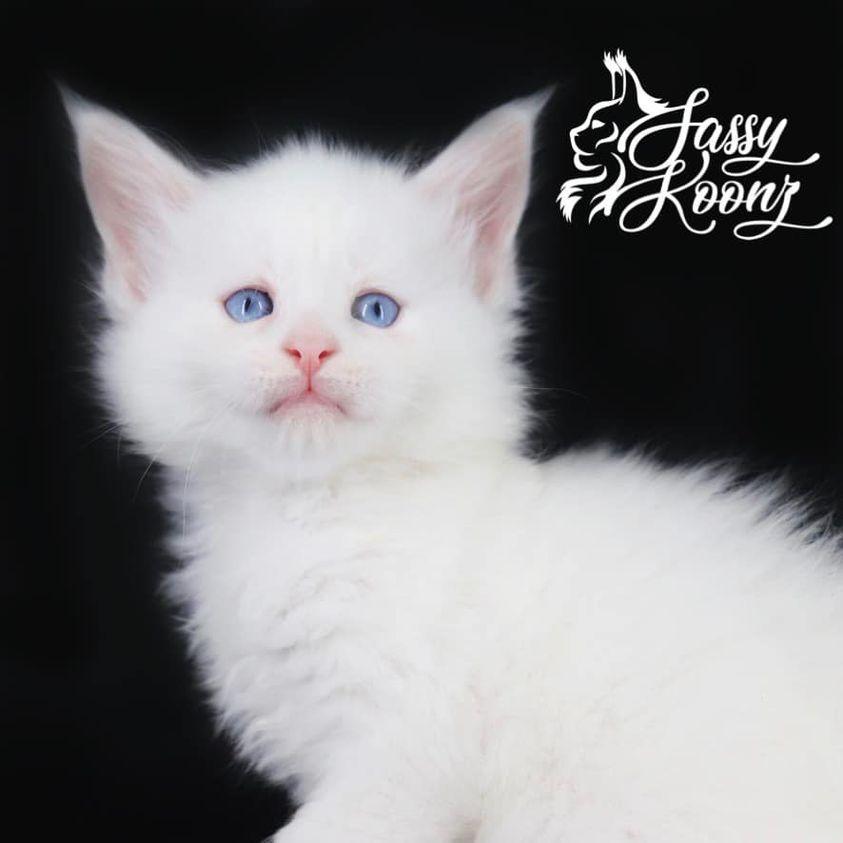 bossanova ⋆ Sassy Koonz Maine Coon Cattery 5 weeks old white maine coon kitten
