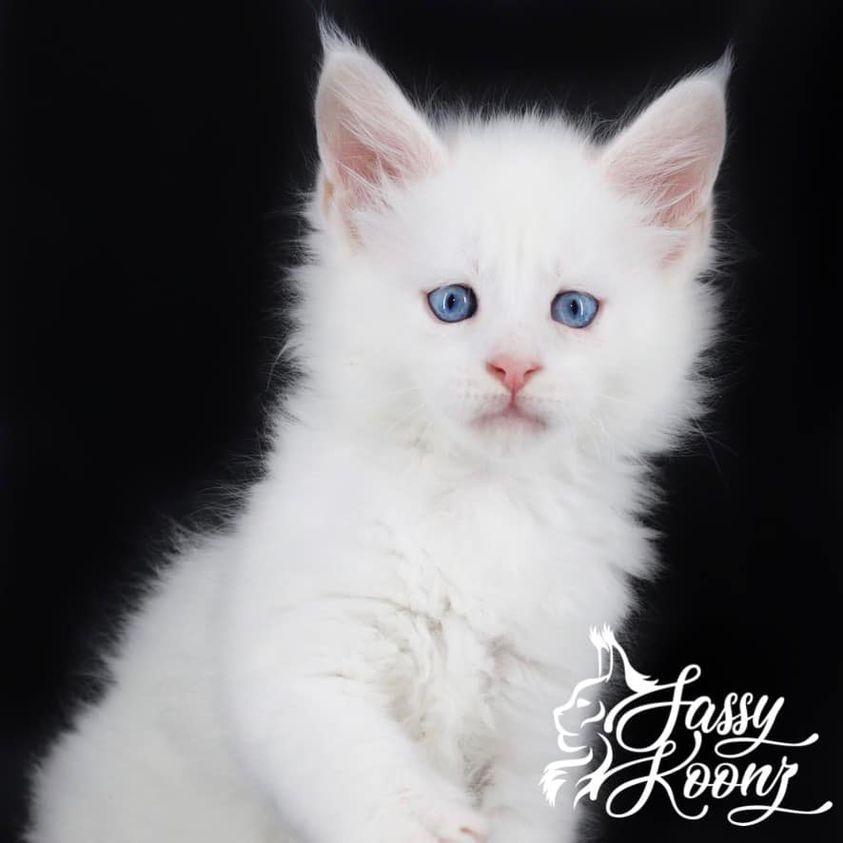 bossanovamainecoon ⋆ Sassy Koonz Maine Coon Cattery white maine coon blue eyes 6 weeks old