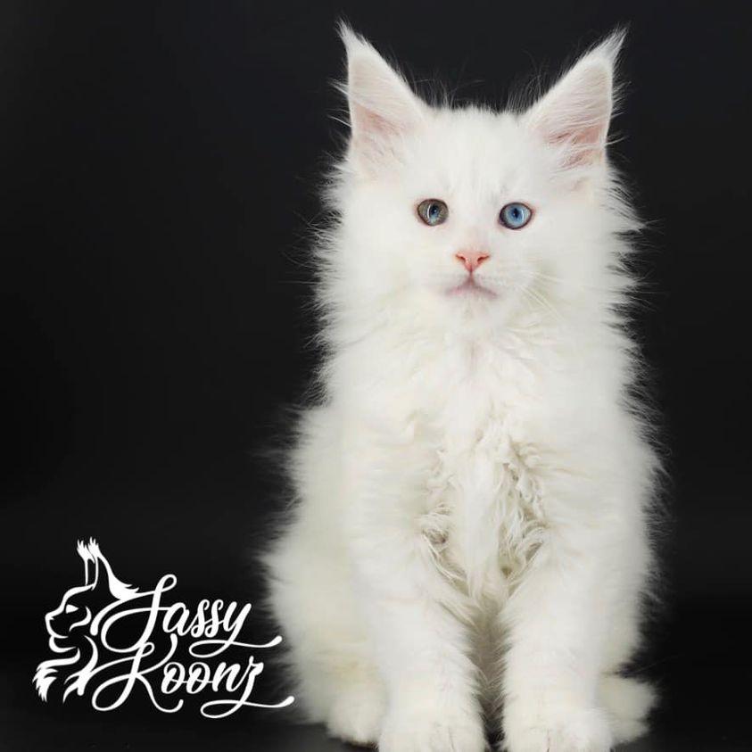copycat-1 ⋆ Sassy Koonz Maine Coon Cattery maine coon kittens
