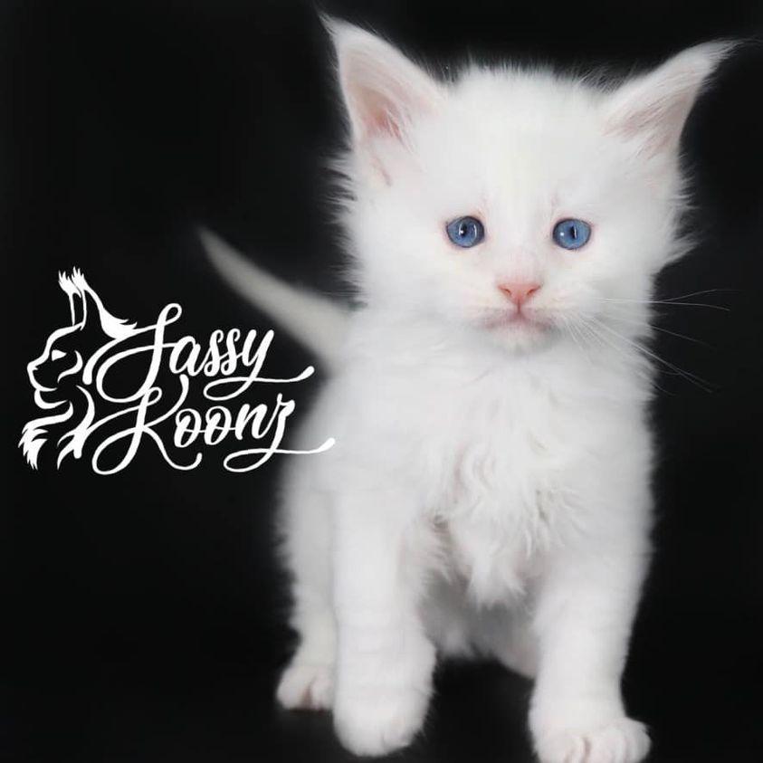 copycat ⋆ Sassy Koonz Maine Coon Cattery maine coon kittens