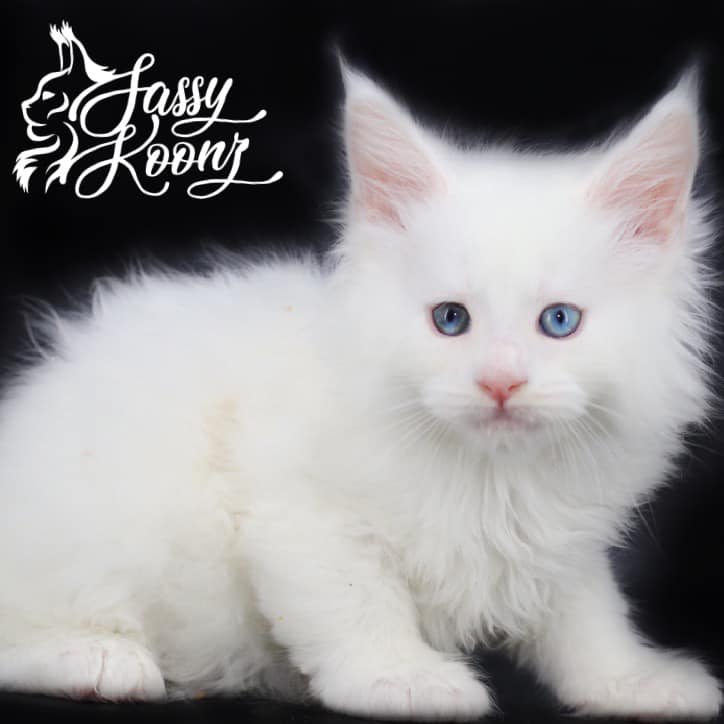 copycatmainecoon ⋆ Sassy Koonz Maine Coon Cattery White Maine Coon