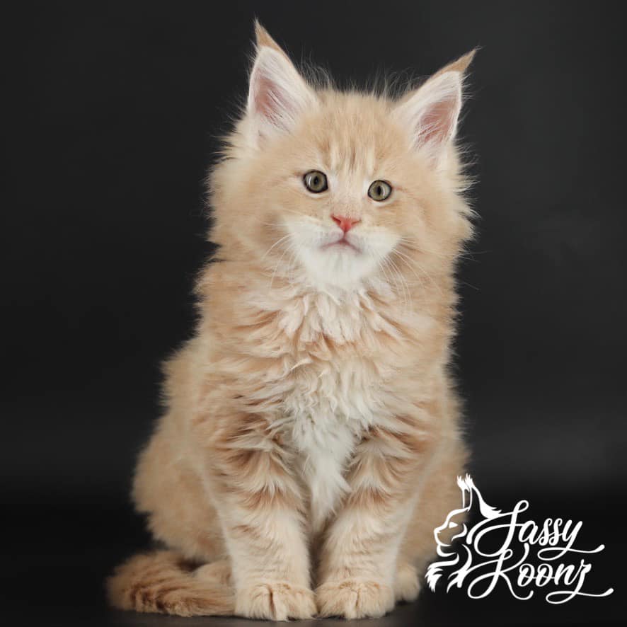 cream-tabby-maine-coon ⋆ Sassy Koonz Maine Coon Cattery cream tabby maine coon