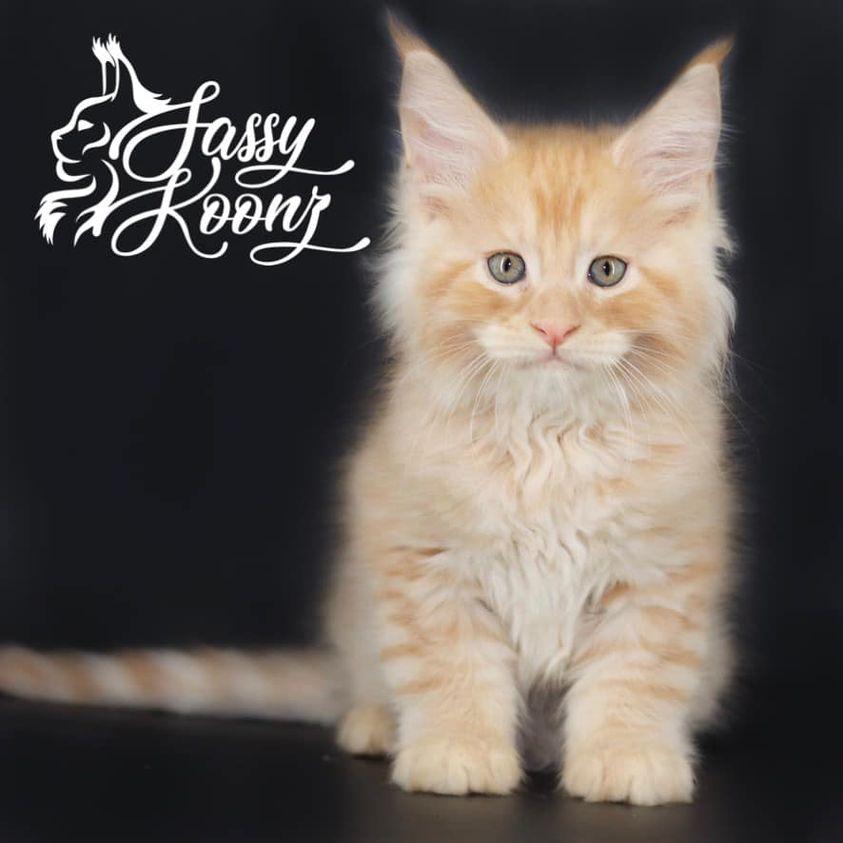 finneas-1 ⋆ Sassy Koonz Maine Coon Cattery maine coon kittens