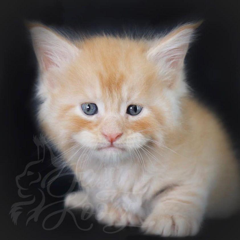 finneas ⋆ Sassy Koonz Maine Coon Cattery maine coon kittens