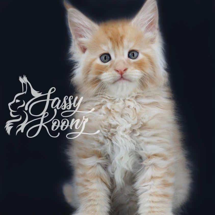 finneasmainecoon ⋆ Sassy Koonz Maine Coon Cattery maine coon kittens