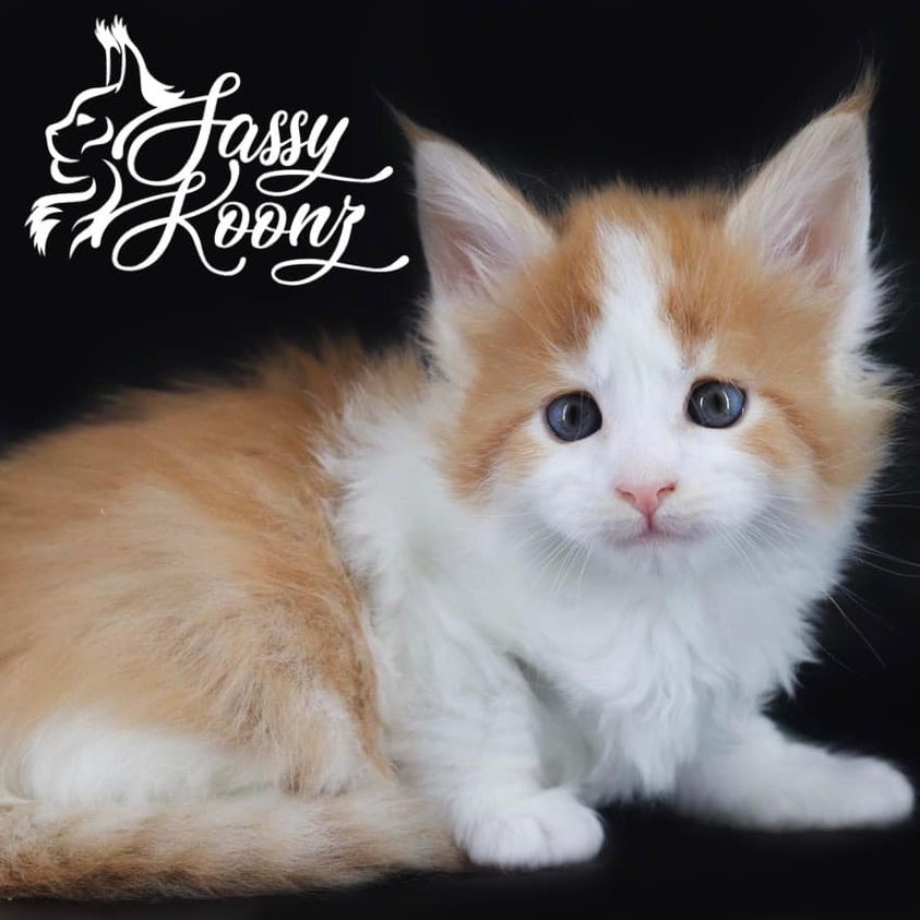 i-love-you ⋆ Sassy Koonz Maine Coon Cattery maine coon kittens for sale in florida