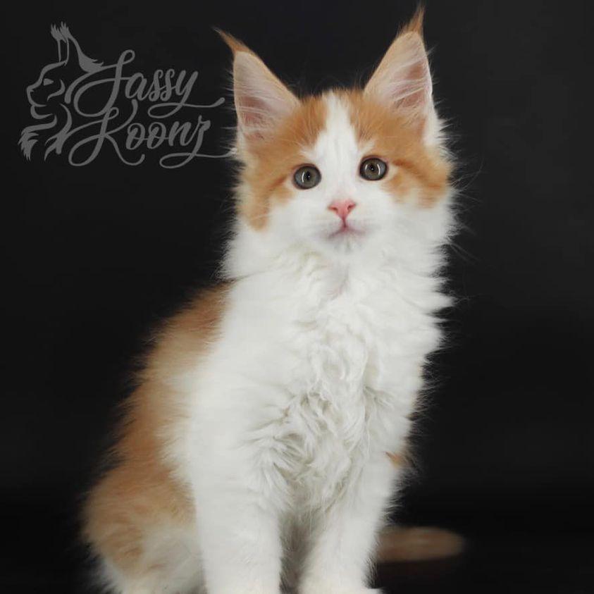 iloveyou ⋆ Sassy Koonz Maine Coon Cattery maine coon kittens
