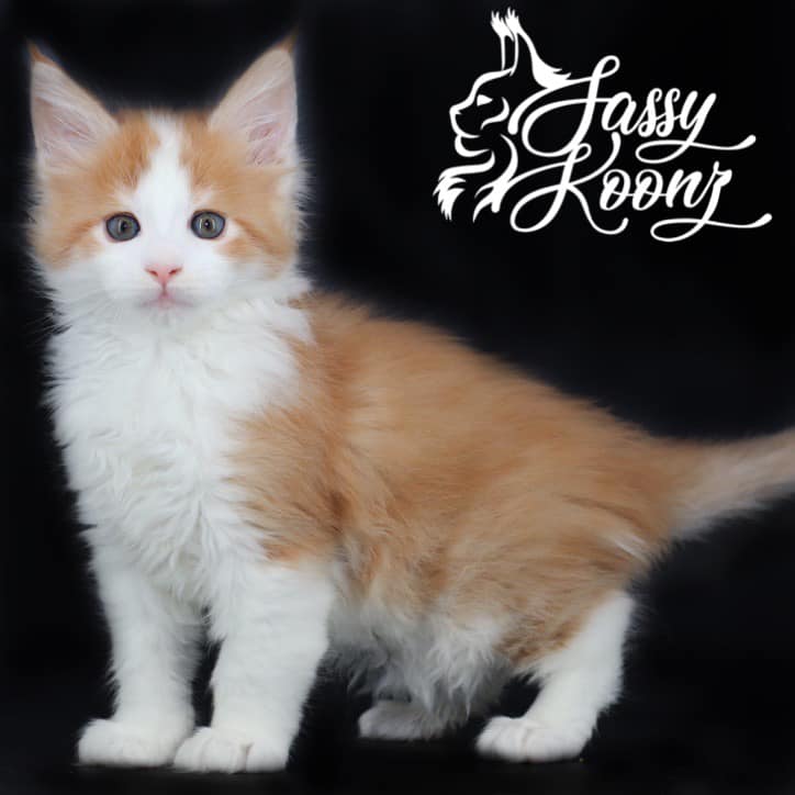 iloveyoumainecoon ⋆ Sassy Koonz Maine Coon Cattery maine coon kittens