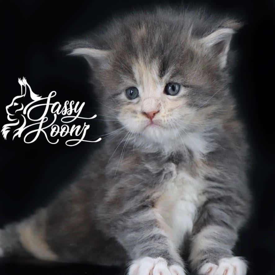 izzy-1 ⋆ Sassy Koonz Maine Coon Cattery maine coon kittens