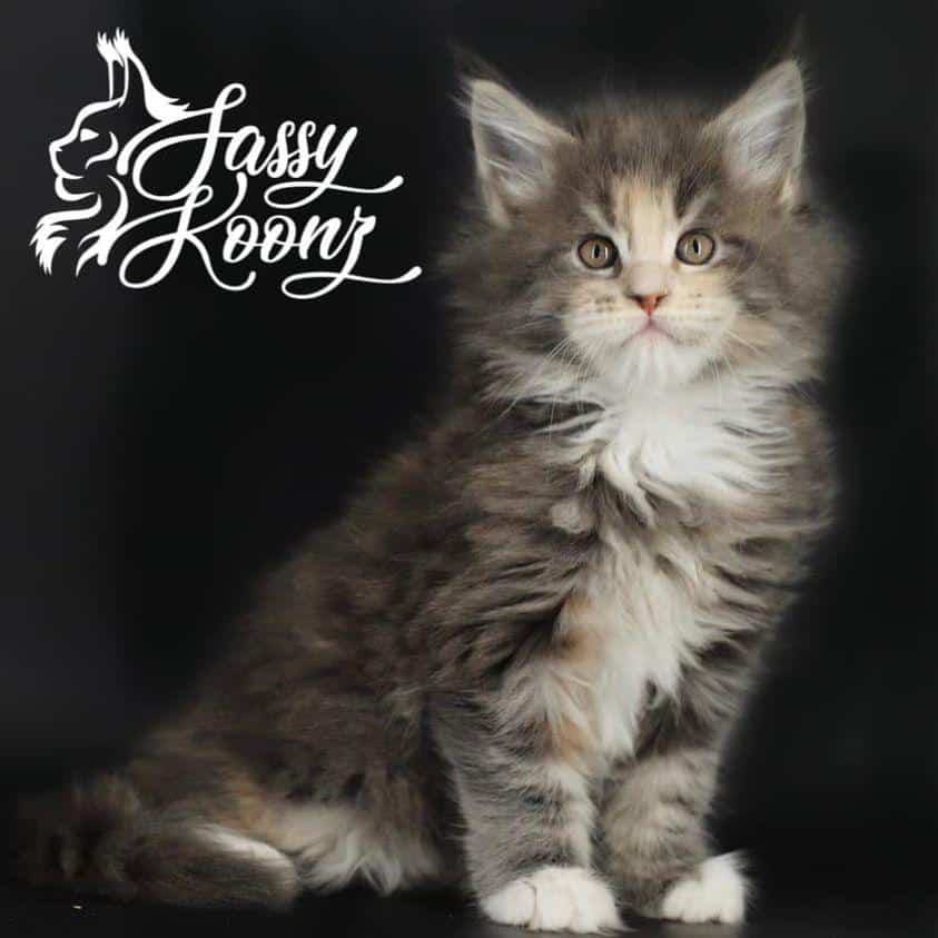 izzy-2 ⋆ Sassy Koonz Maine Coon Cattery maine coon kittens