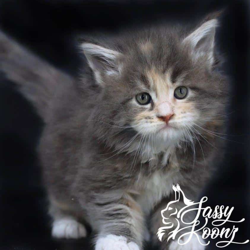 izzymainecoon ⋆ Sassy Koonz Maine Coon Cattery maine coon kittens florida