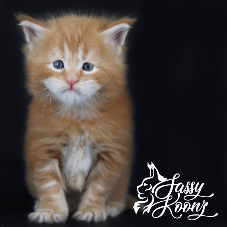 slash.jpg ⋆ Sassy Koonz Maine Coon Cattery maine coon kittens for sale
