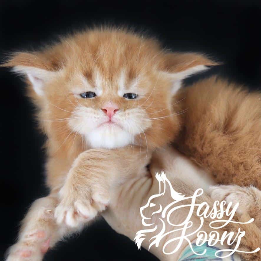 Spaghetti.jpg ⋆ Sassy Koonz Maine Coon Cattery maine coon kittens for sale