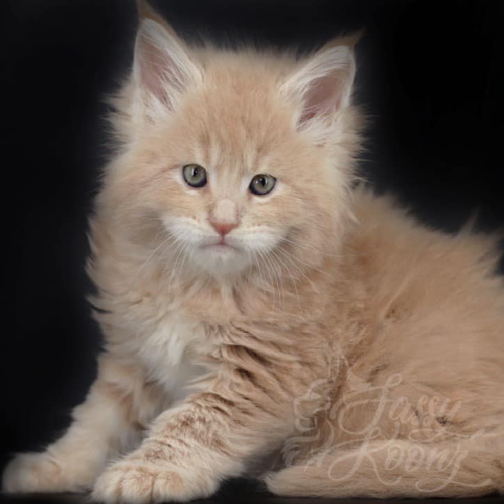 mr-brownstone ⋆ Sassy Koonz Maine Coon Cattery maine coon kittens