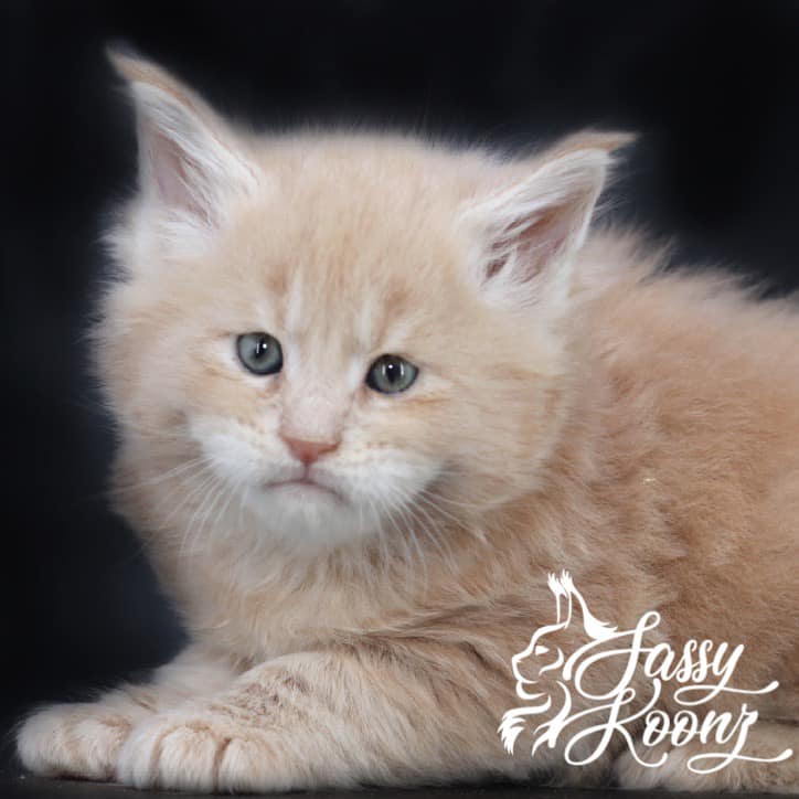 mrbmainecoon ⋆ Sassy Koonz Maine Coon Cattery maine coon kittens