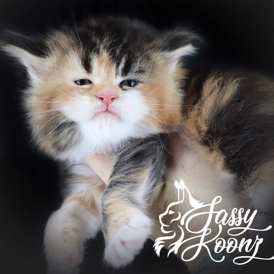 My Michelle : Maine Coon Cats for Sale ⋆ Sassy Koonz Maine Coon Cattery maine coon kittens