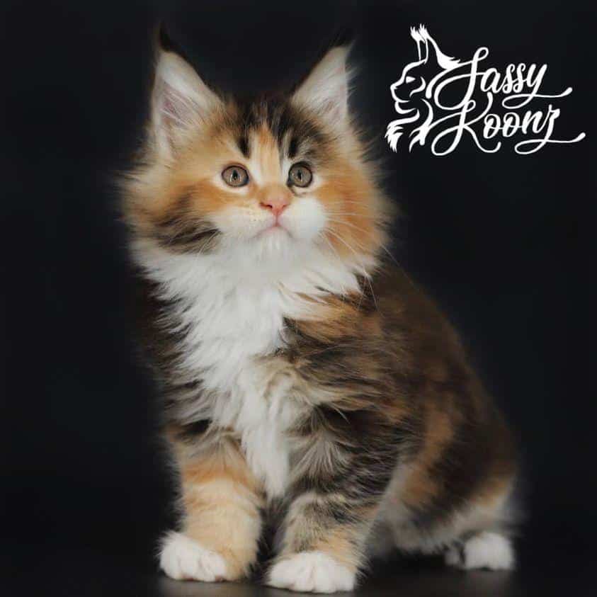 my-michelle ⋆ Sassy Koonz Maine Coon Cattery maine coon kittens