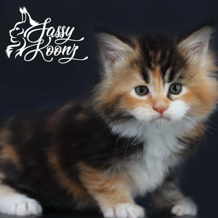 mymichellemainecoon ⋆ Sassy Koonz Maine Coon Cattery maine coon kittens