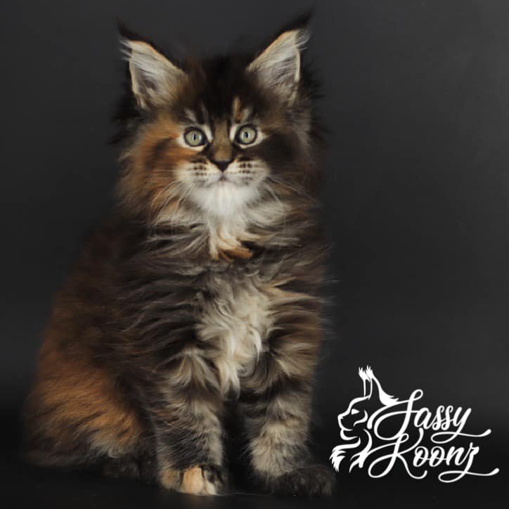 novemberrain ⋆ Sassy Koonz Maine Coon Cattery maine coon kittens