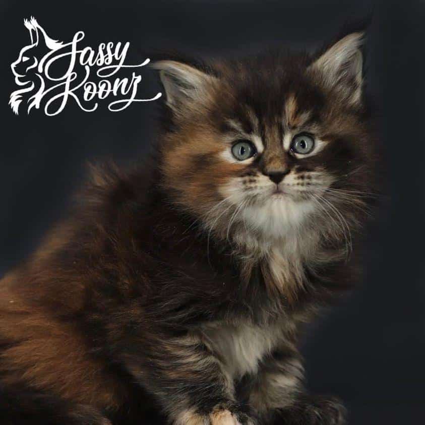 novemberrainmainecoon-3 ⋆ Sassy Koonz Maine Coon Cattery maine coon kittens florida