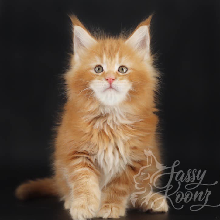 slash-1 ⋆ Sassy Koonz Maine Coon Cattery maine coon kittens