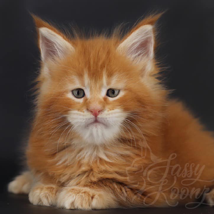 slash ⋆ Sassy Koonz Maine Coon Cattery maine coon kittens