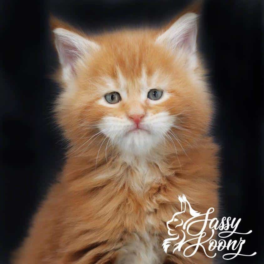 slashmainecoon ⋆ Sassy Koonz Maine Coon Cattery maine coon kittens