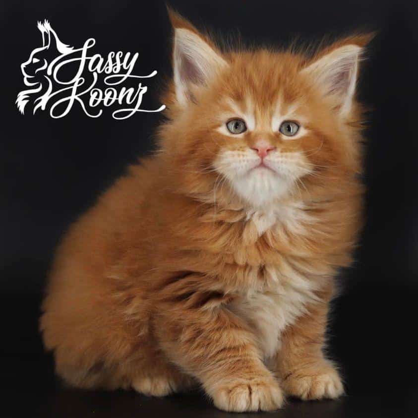 spaghetti ⋆ Sassy Koonz Maine Coon Cattery maine coon kittens