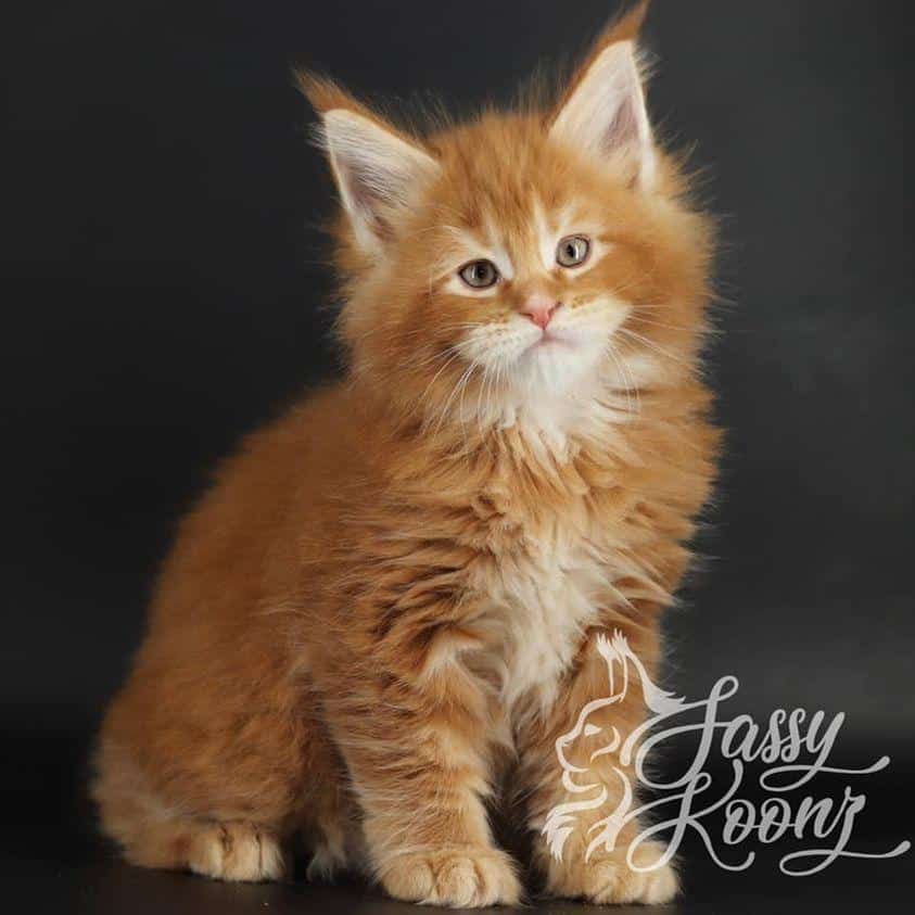 spaghettio ⋆ Sassy Koonz Maine Coon Cattery maine coon kittens