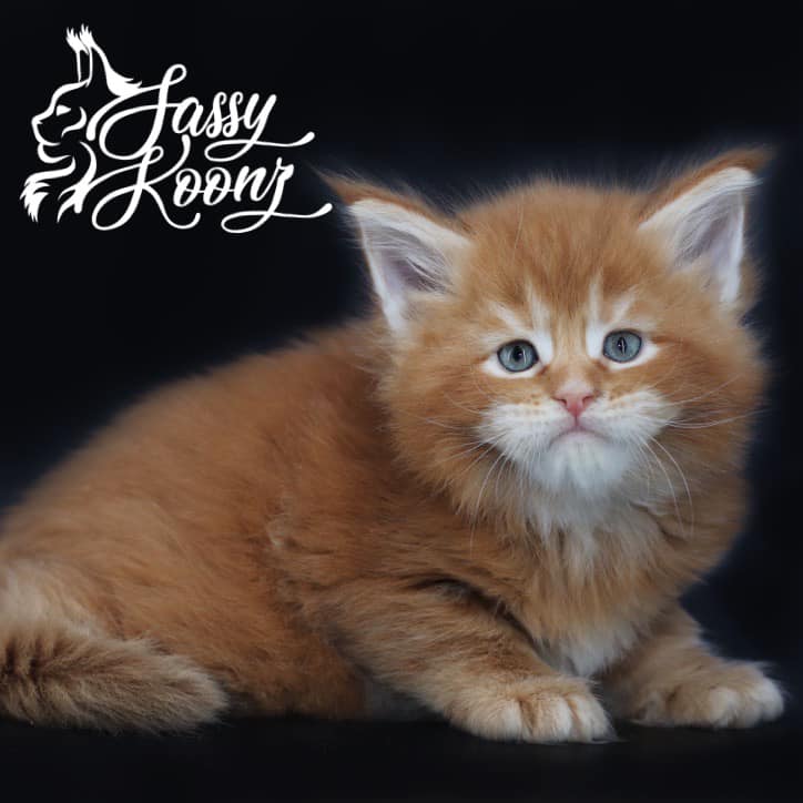 spaghettiomainecoon ⋆ Sassy Koonz Maine Coon Cattery red maine coon kitten