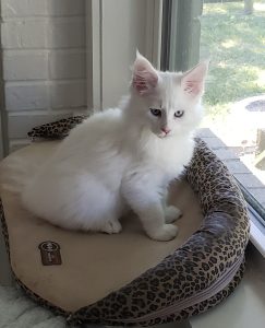 Sassy Koonz Nova ⋆ Sassy Koonz Maine Coon Cattery white maine coon cat sitting in a window