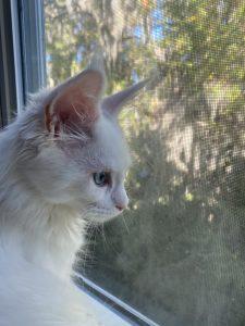 815577A7-8BB5-494C-A326-8B330131EEDF.jpeg ⋆ Sassy Koonz Maine Coon Cattery Maine coon cat