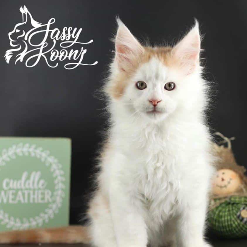 bad-guy ⋆ Sassy Koonz Maine Coon Cattery maine coon kittens