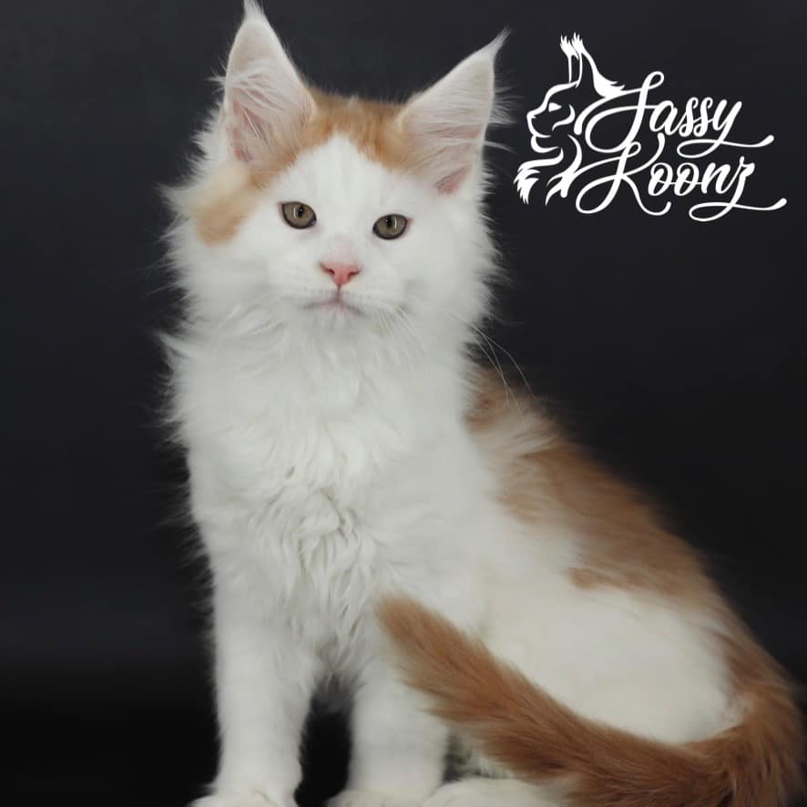 badguy ⋆ Sassy Koonz Maine Coon Cattery maine coon kittens