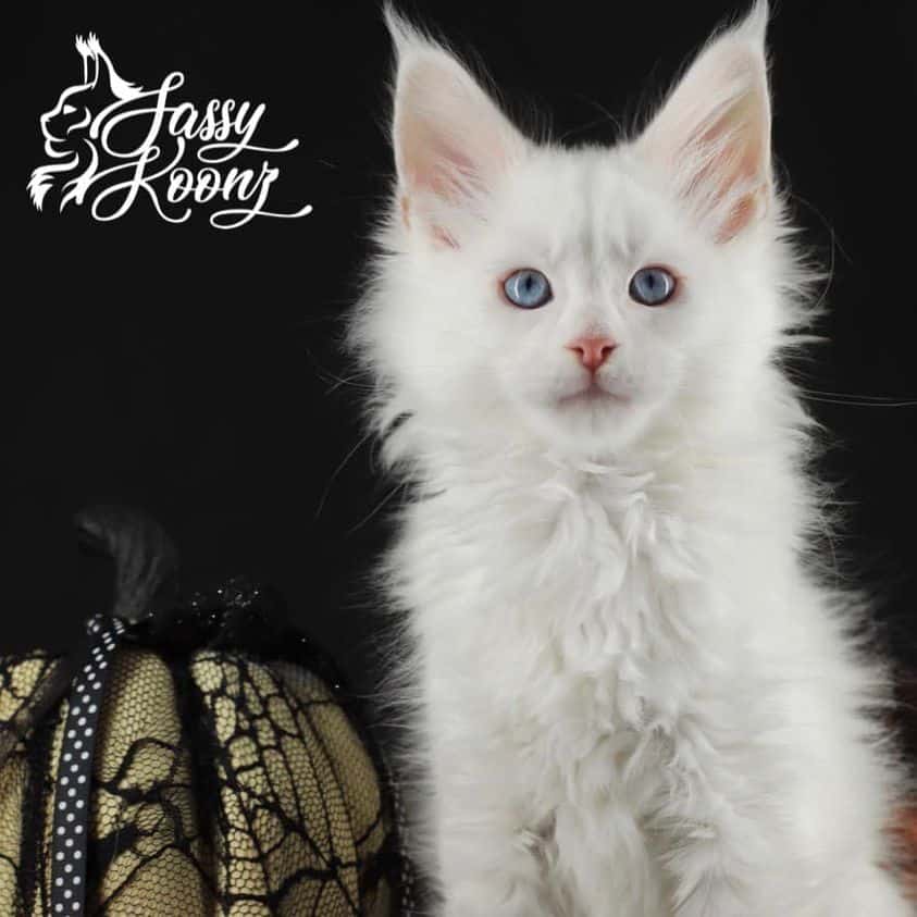 billie ⋆ Sassy Koonz Maine Coon Cattery cute white maine coon kitten with blue eyes pumpkin lace