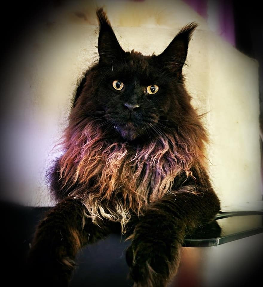 black-maine-coon-cat ⋆ Sassy Koonz Maine Coon Cattery black maine coon cat