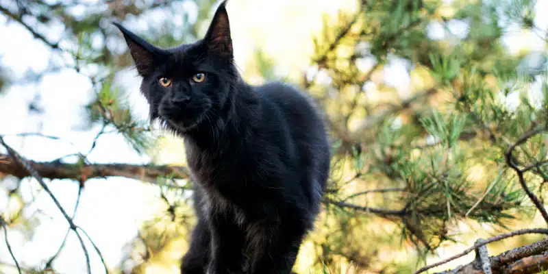 black-maine-coon-cats ⋆ Sassy Koonz Maine Coon Cattery Maine coon cat