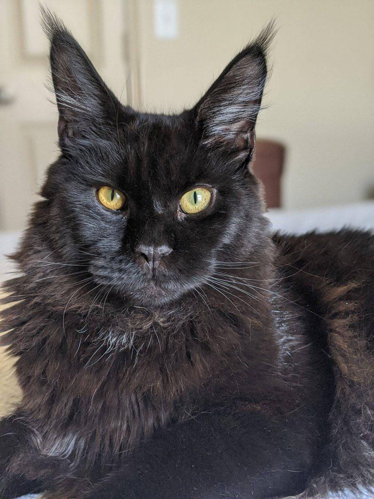 black-maine-coon-kitten ⋆ Sassy Koonz Maine Coon Cattery Maine coon cat black with copper eyes