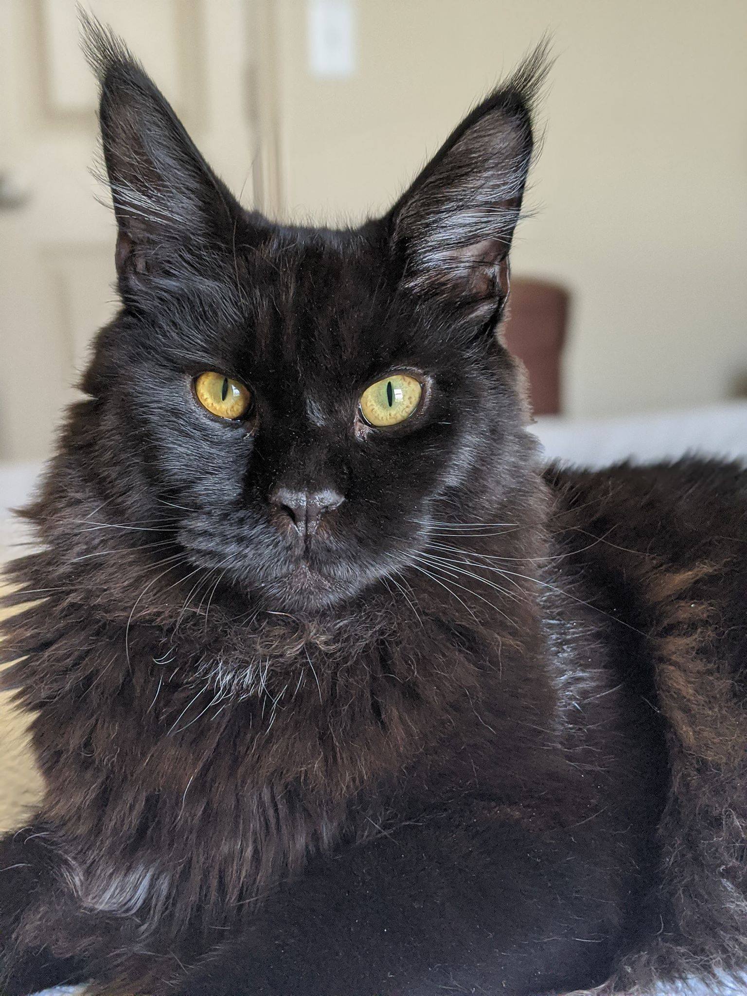 black-maine-coon-kitten ⋆ Sassy Koonz Maine Coon Cattery Maine coon cat black with copper eyes