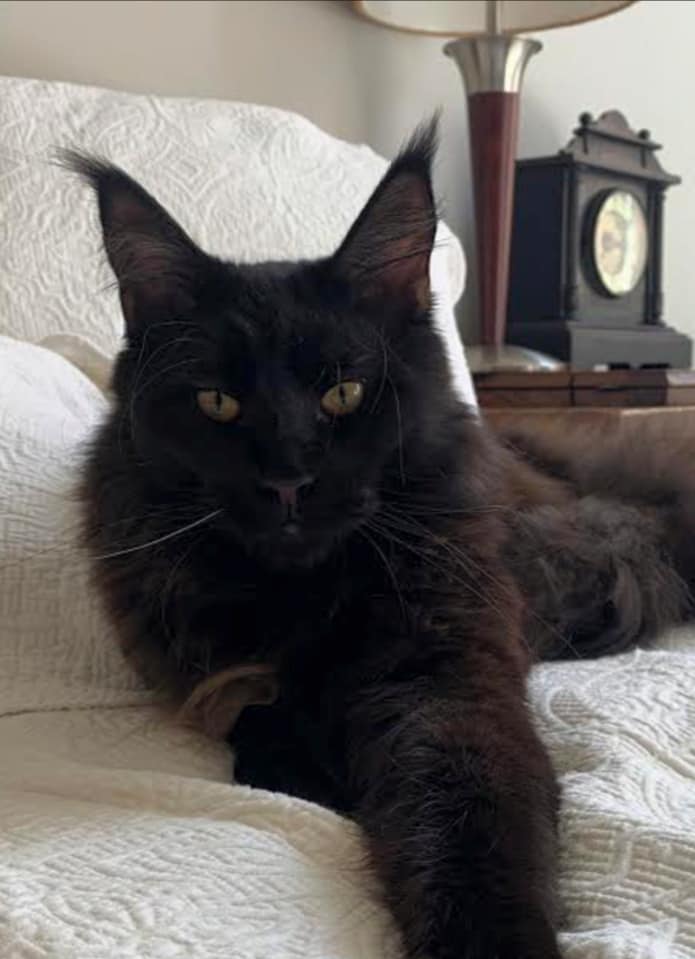 black-maine-coon ⋆ Sassy Koonz Maine Coon Cattery black Maine coon
