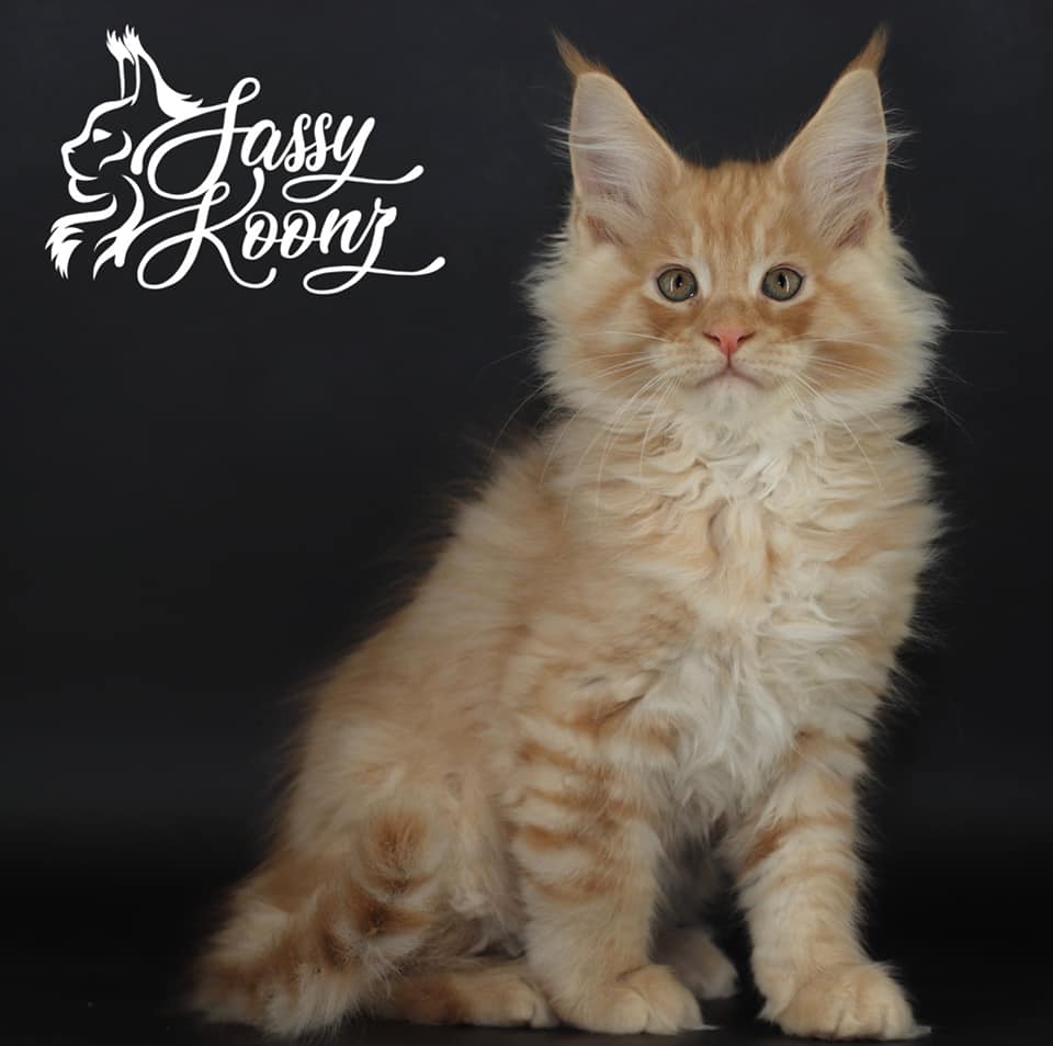 finneas-1 ⋆ Sassy Koonz Maine Coon Cattery maine coon kittens