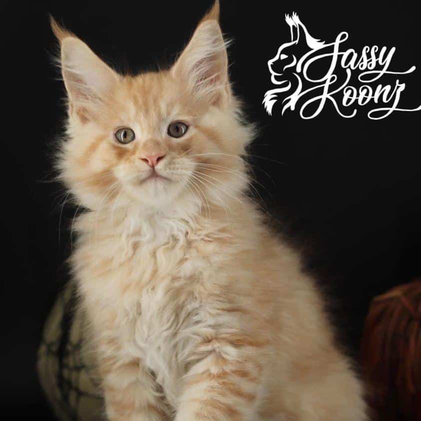 finneas ⋆ Sassy Koonz Maine Coon Cattery red smoke maine coon kittens
