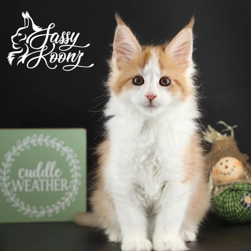 ily ⋆ Sassy Koonz Maine Coon Cattery maine coon kittens
