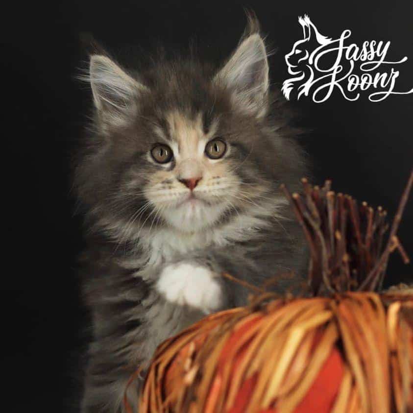 izzy ⋆ Sassy Koonz Maine Coon Cattery maine coon kittens