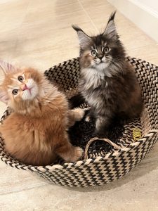 Sassy Koonz Roux and Fig ⋆ Sassy Koonz Maine Coon Cattery two sassy koonz maine coon kittens in a woven basket