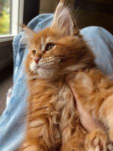 Spaghetti-O ⋆ Sassy Koonz Maine Coon Cattery maine coon kittens for sale texas