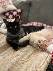 Maine Coon Kittens for Sale Florida ⋆ Sassy Koonz Maine Coon Cattery Maine coon cats