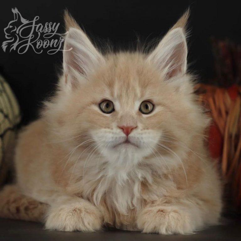 maine coon kittens