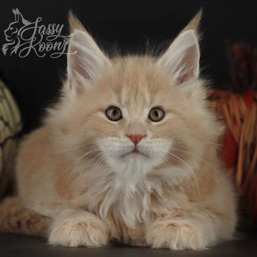 mrb-2 ⋆ Sassy Koonz Maine Coon Cattery maine coon kittens