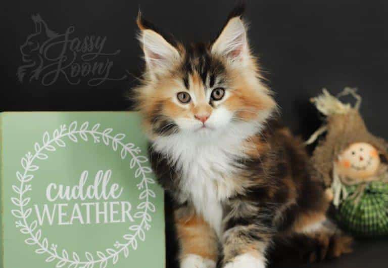 maine coon kittens